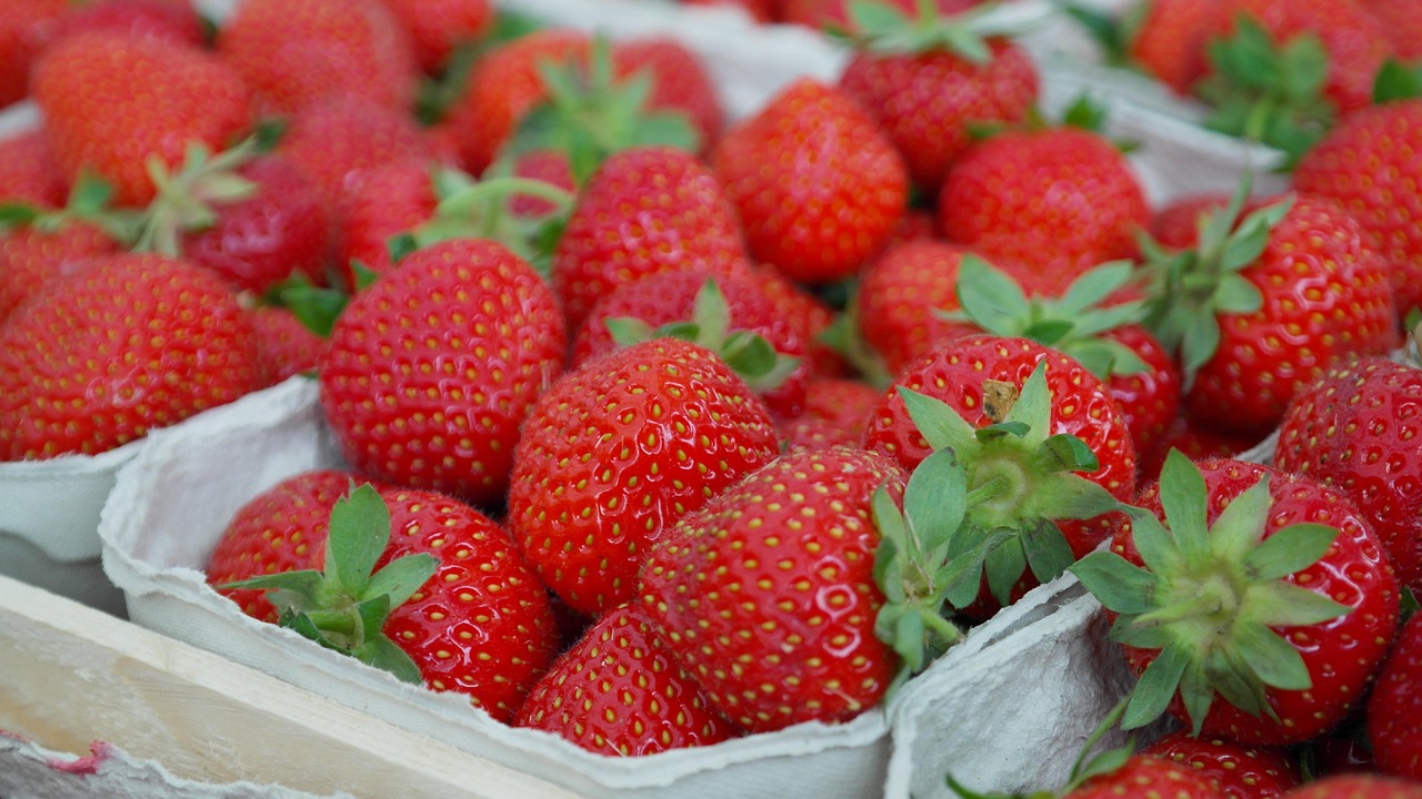 La saison des fraises commence en France